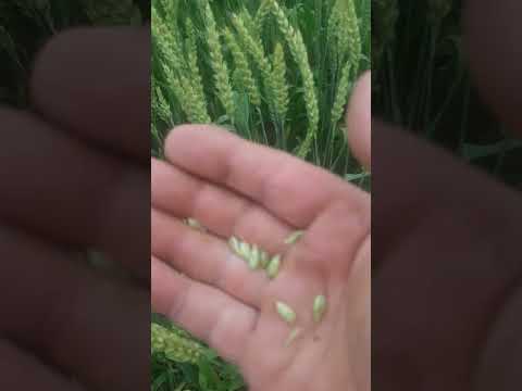 Состояние озимой пшеницы