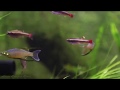 Rasbora, threadfin in jungle