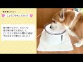 アクアメビウス 犬 猫 水飲み器 自動給水器 2l 超静音 日本メーカー安心1年保証サポート 活性炭フィルター付き 犬 みずのみ器 猫