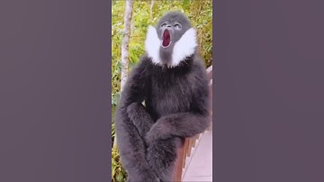 Thumbnail of Amazing Chimpanzee Voice #shorts #grandindica #viralvideo