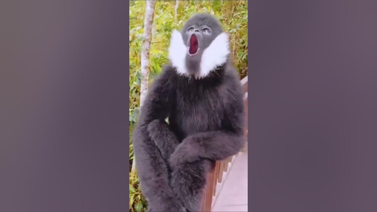 Amazing Chimpanzee Voice #shorts #grandindica #viralvideo