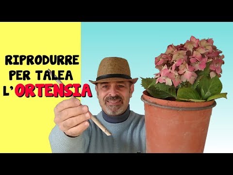 Video: Va propagazione di flox per talea