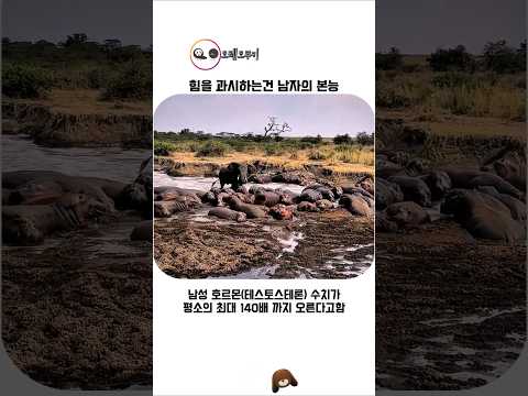 주기적으로 광폭화 상태가 되는 수컷코끼리 thumbnail