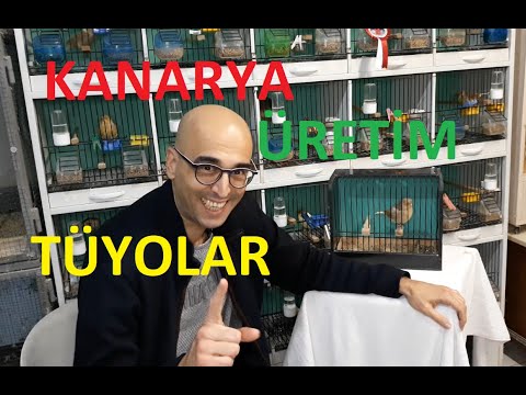 Kanarya Üretim Eşleştirme Bilinmeyenler(Vasıf İsteniyorsa Önce Dişi Kanarya)