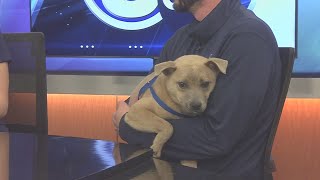 Midday Interview: Capital Humane Society (Shenzi)