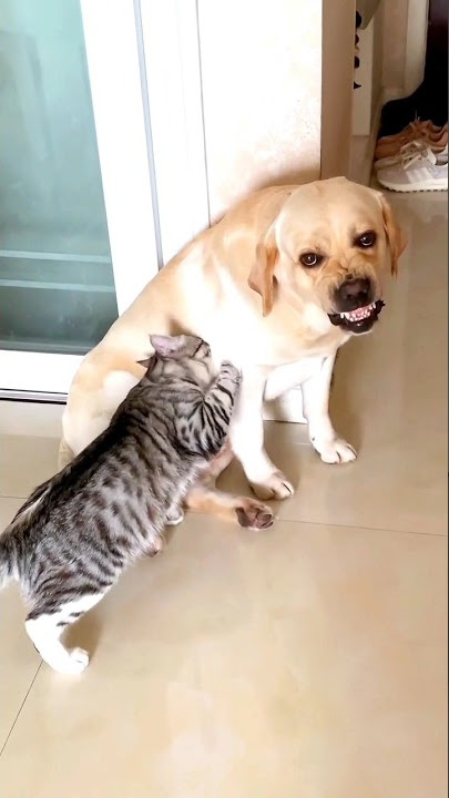 cat drinking the milk of dog😳#shorts#cats#dogs