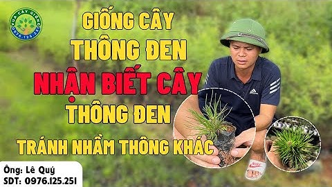 Giống Cây Thông Đen Nhật Bản | Cách Nhận Biết Cây Thông Đen Tránh Mua Nhầm Sang Thông Khác