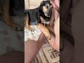 А Вы считаете собаку своим ребенком Мы да собака моясобака животные собаки жизнь А Вы считаете собаку своим ребенком Мы да собака моясобака животные собаки жизнь