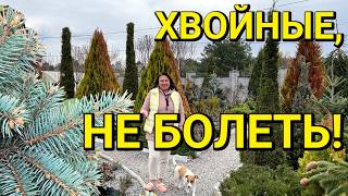 ОБРАБОТКА ХВОЙНЫХ весной 2026г от БОЛЕЗНЕЙ и ВРЕДИТЕЛЕЙ 🌲| Чем обработать хвойные ранней весной?