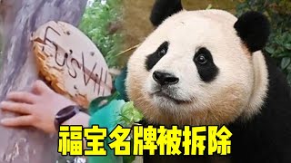 The famous brand of fubao was removed by grandpa. the twin sisters have been 300 days old. the time by 旺仔说动物 1,122 views 3 weeks ago 10 minutes, 7 seconds