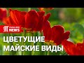 Цветущие майские виды, Северный Казахстан