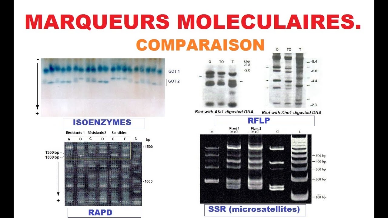 Techniques et utilisations des marqueurs moléculaires