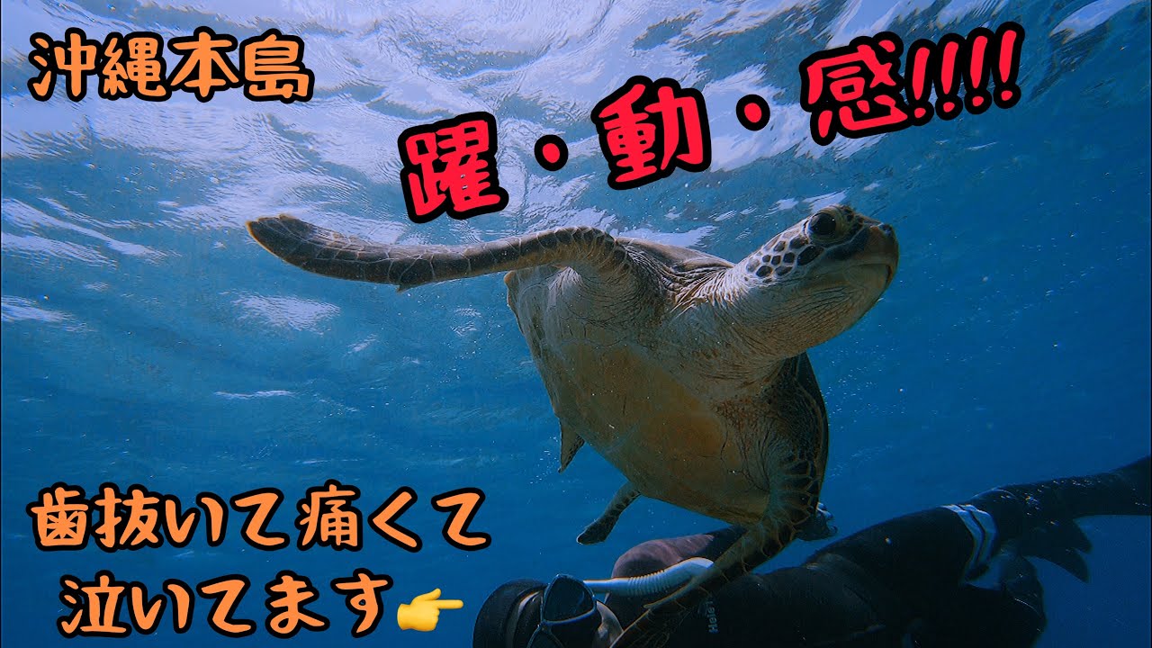 超高画質4k 沖縄の天然ウミガメと1時間泳いできた 食事から回遊まで盛り沢山 Youtube