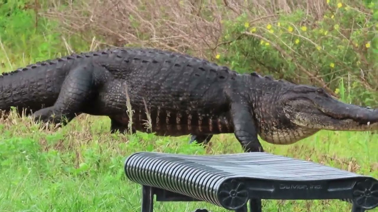 GATOR TIME AT CIRCLE B BAR RESERVE