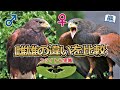 ★【ハリスホーク雌雄の違い】徹底比較～大きさ・フライト実演・扱いやすさなどをプロが解説Harris Hawk Male and Female Differences @ZOOTIMEch
