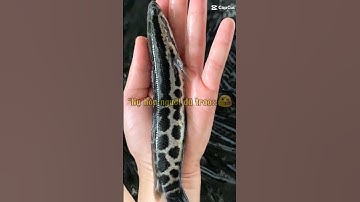 trại cá giống Tây Ninh chuyên cung cấp các loại cá giống nước ngọt LH 0372076731 gặp Sơn tư vấn ạ