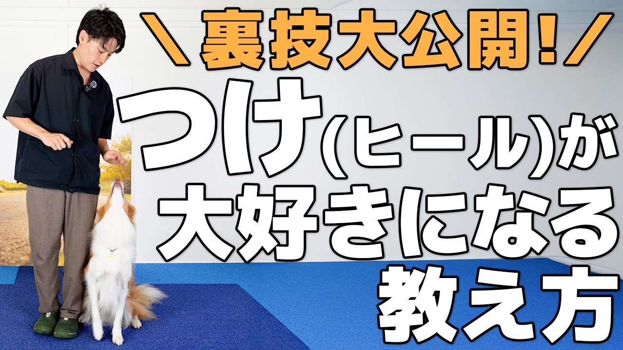 つけ(ヒール)が大好きになる魔法の教え方 | ぴったり横につく裏技も公開【犬のしつけ基本】
