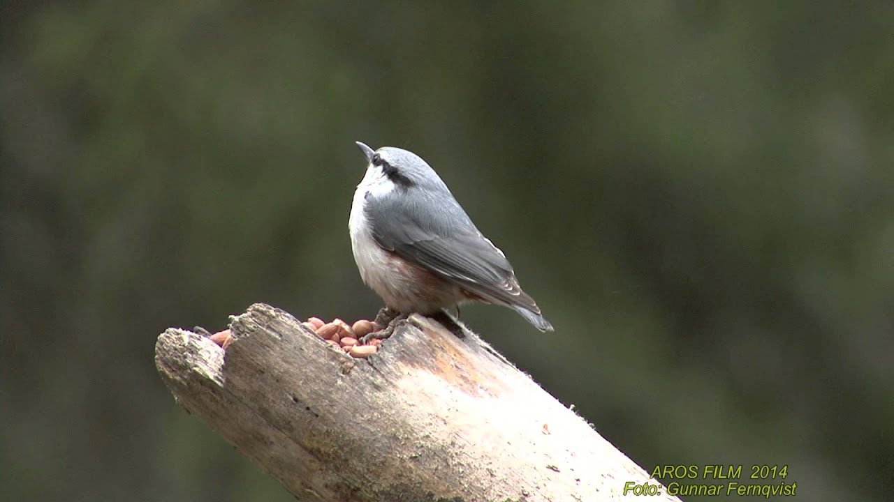 NÖTVÄCKA Eurasian Nuthatch (Sitta europea) Klipp - 1416 