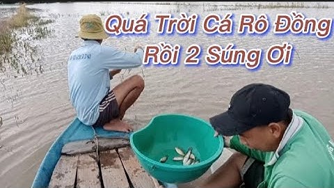 Lùng Vlog - Giăng Lưới Cá Rô Đồng Trên Ruộng Khi Mùa Nước Lũ Về #