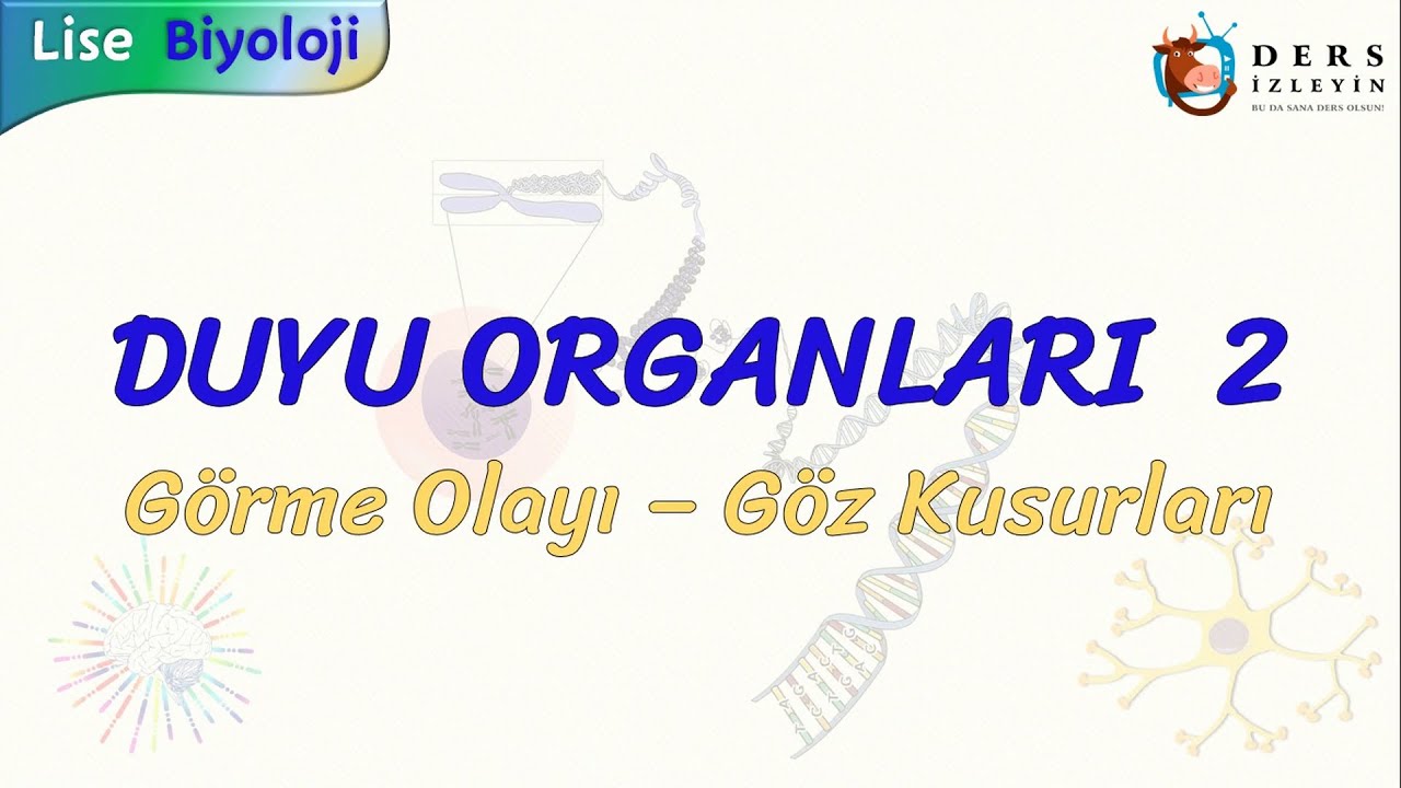 Duyu Organlari 2 Gorme Olayi Goz Kusurlari Youtube