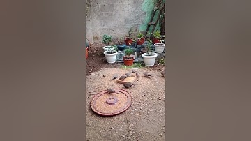 Perkutut lokal | manuk jowo | koloni perkutut aviary