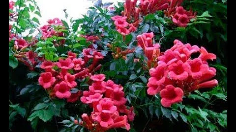 САМЫЕ КРАСИВЫЕ ЛИАНЫ ДЛЯ ВАШЕГО САДА