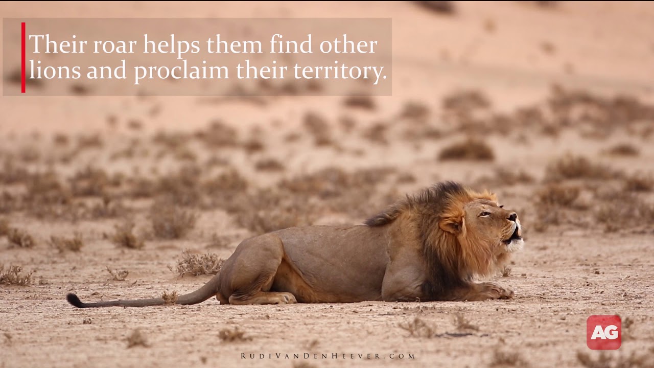 lion in hindi information lion in hindi information