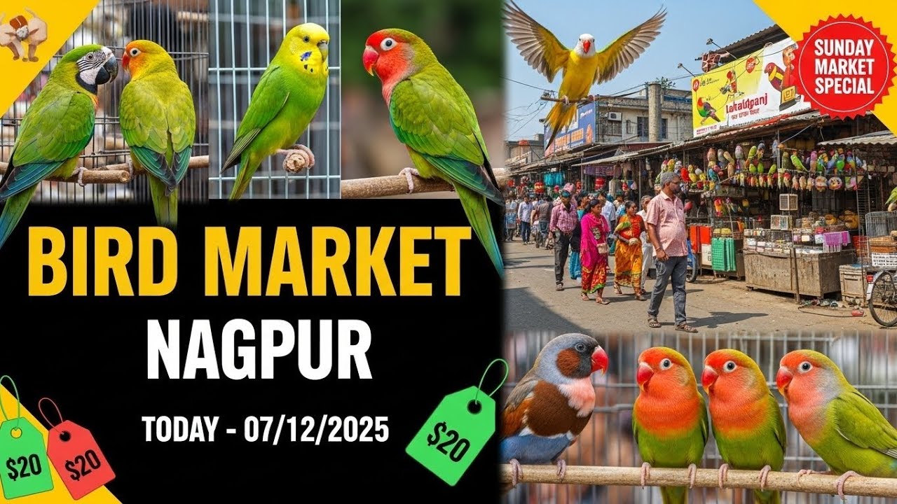 Bird Market Nagpur Today 07/12/25 | Lakadganj Ka bird Market | Bird Sunday Market Nagpur ka 
