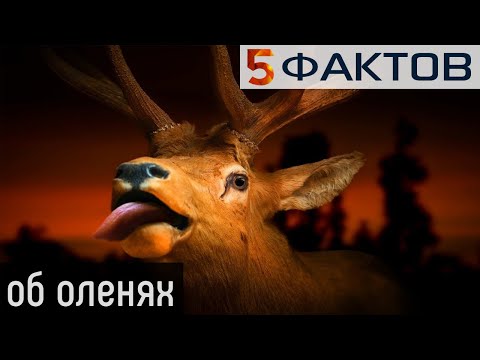 ⭐️ 5 ЗАБАВНЫХ фактов об ОЛЕНЯХ
