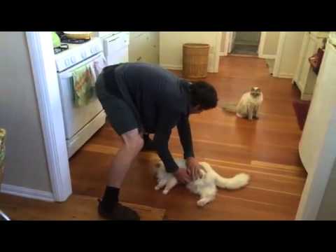 Richard The Ragdoll Cat Loves Sliding On The Floor Youtube