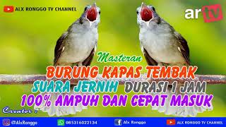 Masteran Burung Kapas Tembak Suara Jernih Durasi 1 Jam 100% Ampun dan cepat masuk.