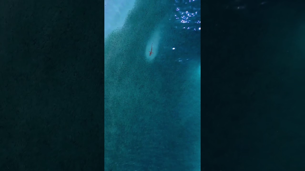 have you been Maldives? 