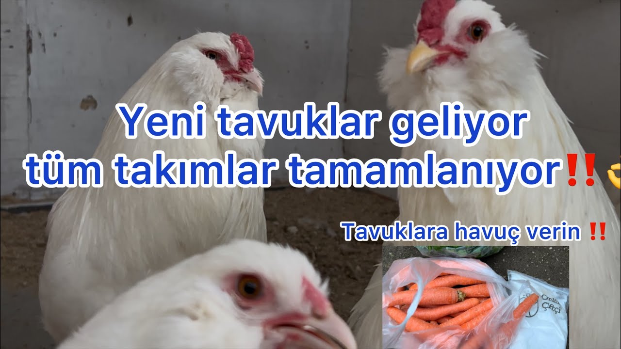 SONUNDA BEYAZ TAVUKLAR GELİYOR😎‼️~ BÜTÜN KÜMESLERİ 7+1 YAPIYORUZ~ GELECEK VİDEO BÜYÜK SÜPRİZ VAR👍