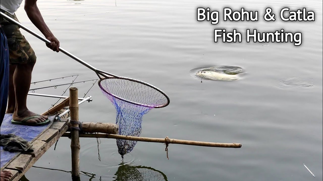 Fishing Video ! Big Size Rohu & Catla Fish Catching By Hook Using By