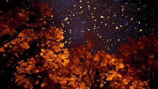Fall’s Nocturnal Notes: The Cricket's Call