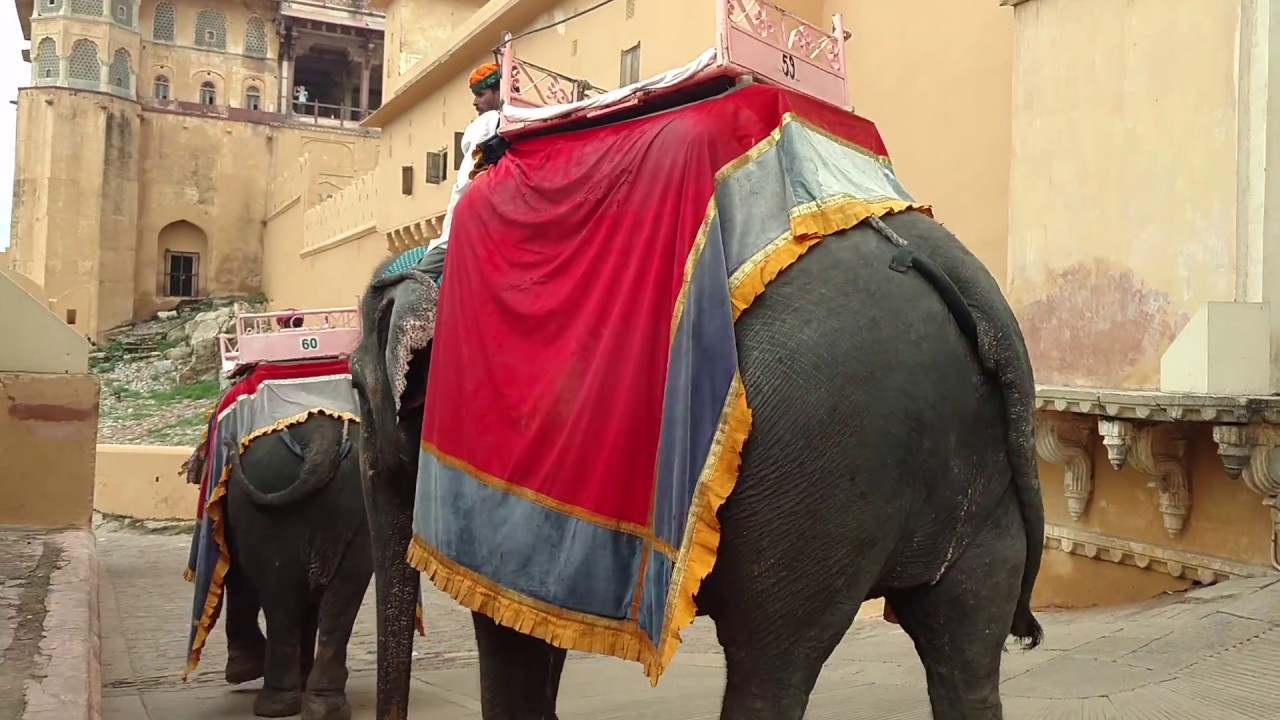 Elephant Ride at Amber (Amer) Fort, Jaipur, India YouTube