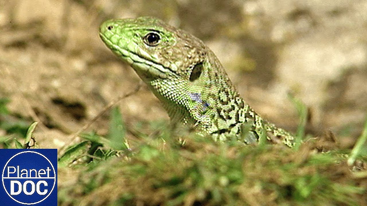 Monfragüe: Paraíso del Bosque Mediterráneo en España