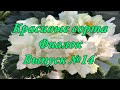 Красивые сорта Фиалок(Выпуск №14)