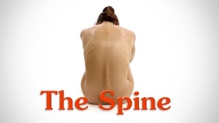 Anatomy of the Spine - for Artists