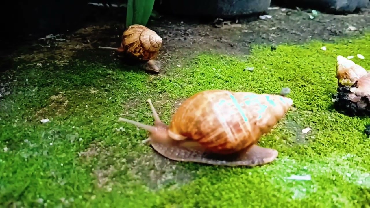 nature slow-motion snails 