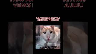 Why Is This Cat So Famous Right Now?