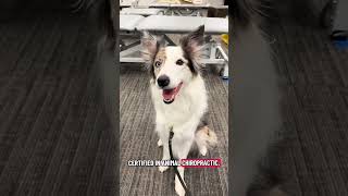 Animal Chiropractic Clinic