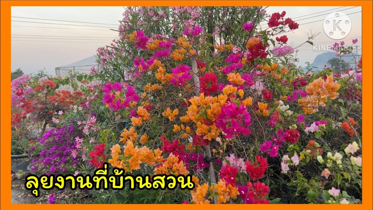 งานเก็บกวาดที่หลังสวน🪴⛺️🪴