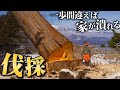 【職人技】”家の真横に20m級の巨木”プロのチェーンソー技術が凄すぎる…【廃墟復興407日目】#1