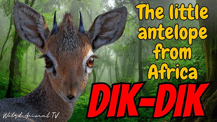 Dik-dik, the little antelope from Africa