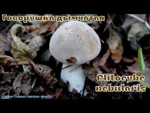 Говорушка дымчатая | Clitocybe nebularis