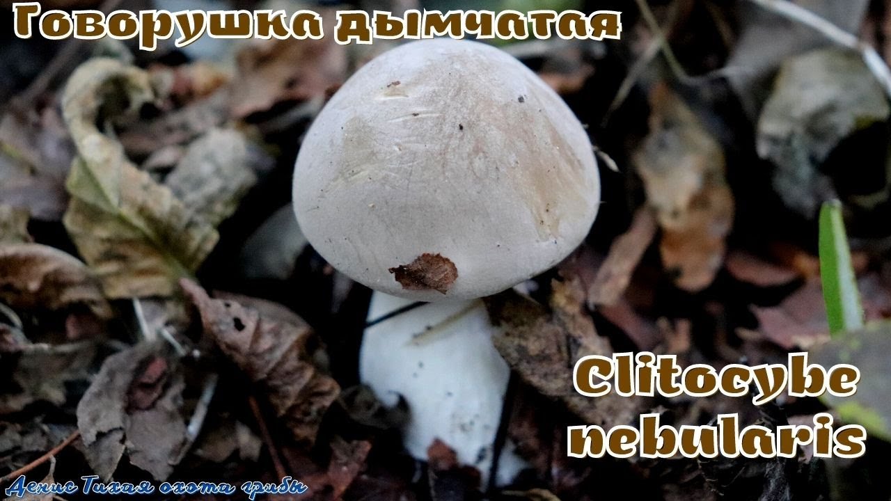 Говорушка дымчатая | Clitocybe nebularis