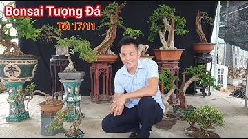 Ngắm nhìn nhiều tác phẩm Bonsai đẹp giá hợp lý vườn Bonsai Tượng đá chào bán ngày 17/11/2021