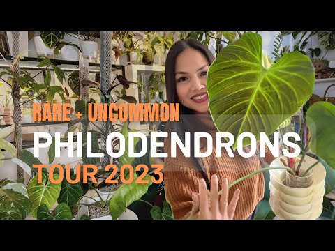 ? My Philodendron Collection | RARE and Uncommon | 2023 ?