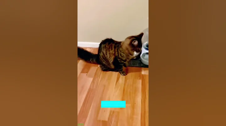 Video 11233751: compilation cat funny sound, best funny cats compilation, best cat litter